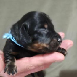Blue - Black and tan male Dachshund puppy in Mulberry, Florida from J's Mini Dachshunds