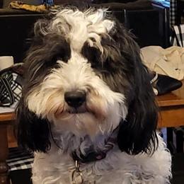 Stanley - Labradoodle