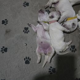 Tillies girl lt. green - Light golden female Golden Retriever puppy in Pendleton, Indiana from Heartland Creams Golden Retrievers