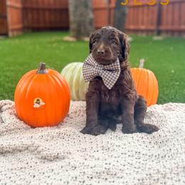 Jess - Chocolate male Goldendoodle puppy in Dallas County, Texas from Dream A Little Doodle