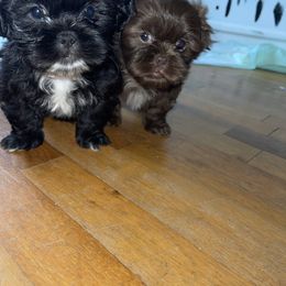 Shih Tzu Puppies from Shihtzus.Sc
