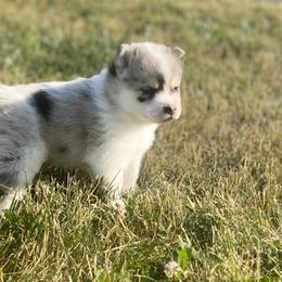 Pomsky Puppies from The Pomsky‘s Palace