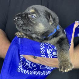 German Shepherd Puppies from Saylor Shepherds