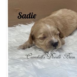 Sadie - Golden female Cockapoo puppy in Payson, Utah from Crandall’s Doodle Barn