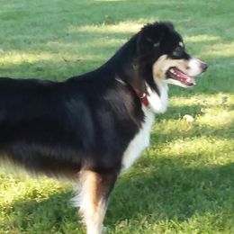 Australian Shepherds from Big Run Australian Shepherds