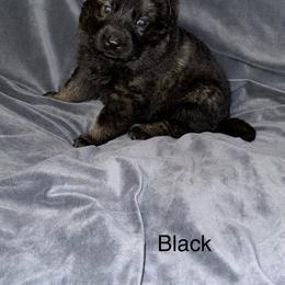 Black - Sable male German Shepherd puppy in Andalusia, Alabama from Keisha Jones