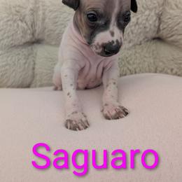 Saguaro - Red and white female American Hairless Terrier puppy in Phoenix, Arizona from Bare Valley