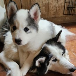 DAISY-  FRANCO FAMILY - White female Siberian Husky puppy in Helen, Georgia from Royal Siberian AKC Huskies