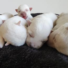 Girl 1 - White female West Highland White Terrier puppy in Hoschton, Georgia from AKC  Westie World