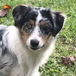 Vera - Australian Shepherd