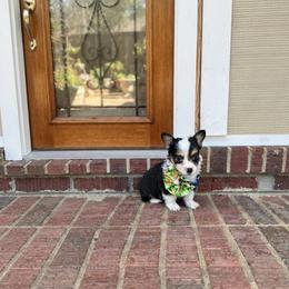 Hugie - Black and tan male Pembroke Welsh Corgi puppy in Saint George, South Carolina from Carolina cotton candy corgis