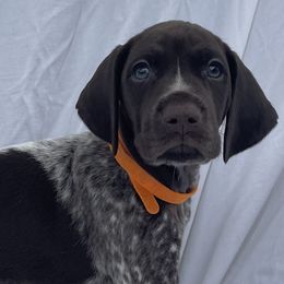 German Shorthaired Pointers from Duke Farm