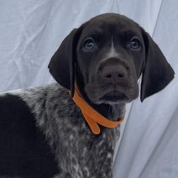 German Shorthaired Pointers from Duke Farm