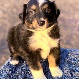 Green collar - Black tri male Miniature Australian Shepherd puppy in 32046, Florida from River Hill Ranch