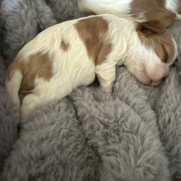 Clay - Blenheim male Cavalier King Charles Spaniel puppy in Richmond, Virginia from Dream it Cavs
