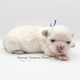 White and Gold Male - Blue - Gold and white male Shih Tzu puppy in Crawfordsville, Indiana from Swaying Sycamore Farm