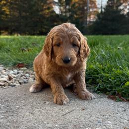 Red - Female - Red  female Goldendoodle puppy in Kent City, Michigan from Hannah Mae Doodles