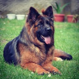 Limba - German Shepherd