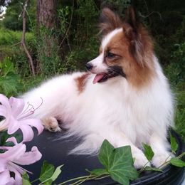 Salsa - Papillon
