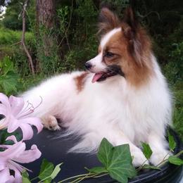 Salsa - Papillon