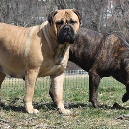 Bullmastiffs from Happy Tails Bullmastiffs