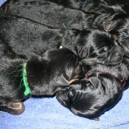 German Shepherd Puppies from Hacker Haus GSDs