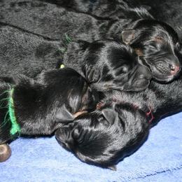 German Shepherd Puppies from Hacker Haus GSDs