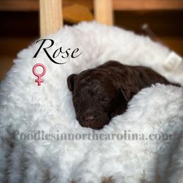 Rose - Brown female Poodle puppy in Greenville, North Carolina from Grace Poodles
