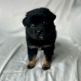 Ginger - Black tri Toy Australian Shepherd puppy in Venus, Texas from Prickly Pear Pups