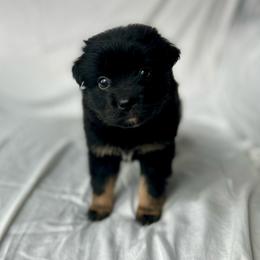 Ginger - Black tri Toy Australian Shepherd puppy in Venus, Texas from Prickly Pear Pups