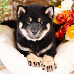 Koji - Black and Tan Boy - Black and tan male Shiba Inu puppy in Neosho, Missouri from Sunny Terrace Shibas