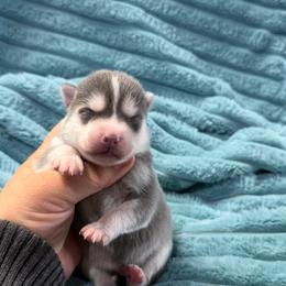 Saja - Blue male Pomsky puppy in Aberdeen, Idaho from Willow Creek Cresteds