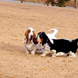 Basset Hound Puppies from Double Branch Basset Hounds