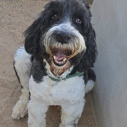 TJAZ - Springerdoodle