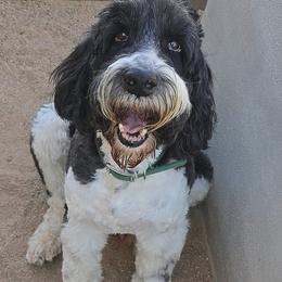 TJAZ - Springerdoodle