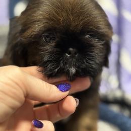 Scooter - Red male Shih Tzu puppy in Sharon, Pennsylvania from Keystone Danes and Shih tzus