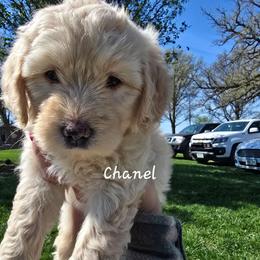 Chanel - Cream female Goldendoodle puppy in Red Oak, Iowa from Fisher Pups-Stay Golden with a Doodle
