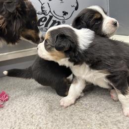 Australian Shepherd Puppies from Cedarville Aussies