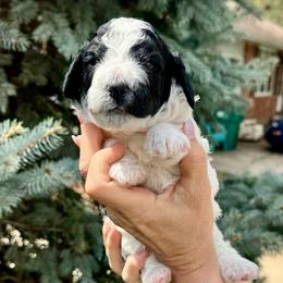 Parti boy - Black and white male Bernedoodle puppy in Blue Springs, Missouri from Jeanie’s Doodles