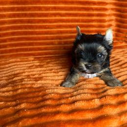 Ellie - Black and tan female Yorkshire Terrier puppy in Tulsa, Oklahoma from Conns Cuddly Canines