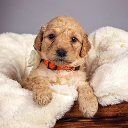Goldendoodle Puppies from Seattlesweetgoldendoodles.com