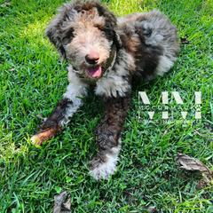 Double Doodle and Morkie Puppies from McCormack Morkies + Merle Doodles