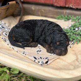 Stetson - Phantom male Goldendoodle puppy in Zeeland, Michigan from Dandelion Lane Doodles