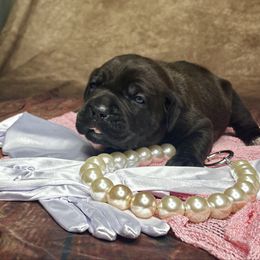 Miss Piggy - Black brindle female Cane Corso puppy in Beech Island, South Carolina from Relic Cane Corso