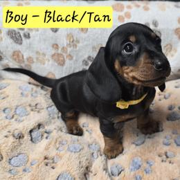 Yellow - Black and tan male Dachshund puppy in Moreno Valley, California from Rose Valley Doxies