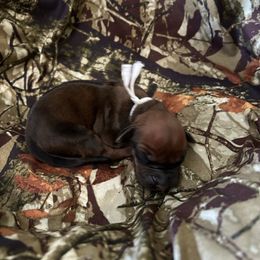 White - Rd whtn blk nose female Rhodesian Ridgeback puppy in Ocala, Florida from DogWood Kennels