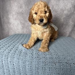 Gray Female- MiniGoldendoodle - Apricot female Goldendoodle puppy in Piedmont, South Carolina from The Farm at Saluda Ridge