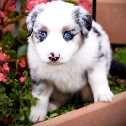 Blue - Blue merle male Australian Shepherd puppy in Oakland City, Indiana from Moonlightaussies