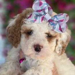 Satin - Parti female Goldendoodle puppy in Vernon, Texas from Sugarland's Texas Goldendoodles