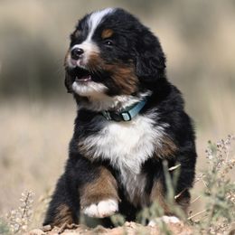 Turquoise Collar Girl - Black tan and white female Bernese Mountain Dog puppy in Loveland, Colorado from Grateful Bernese & Gage's Goldens